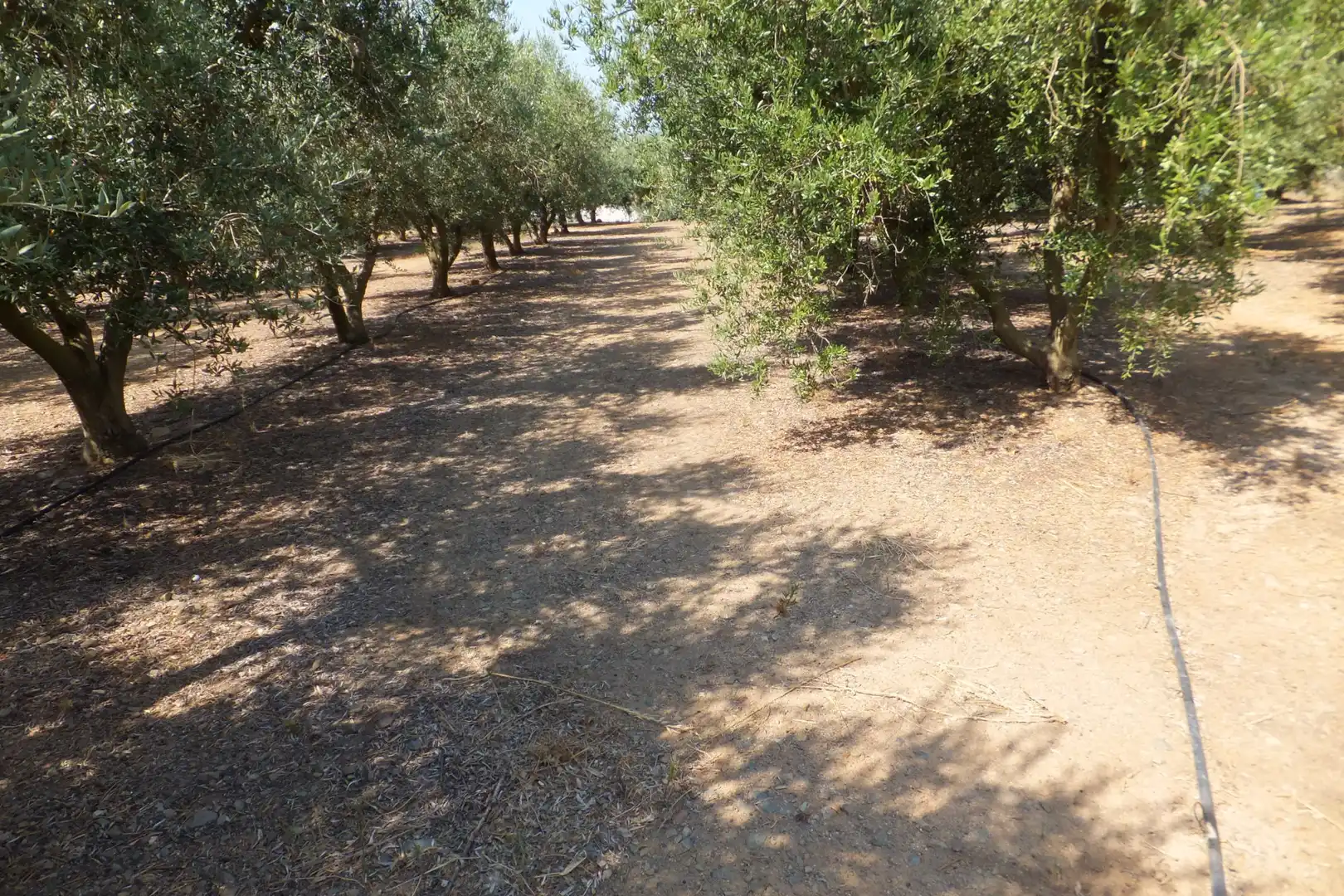 Terreno rústico en venta en Vial Camino, imagen 14