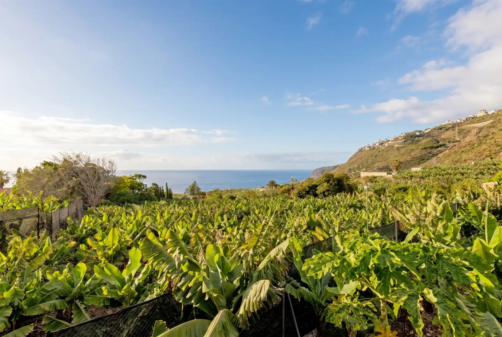 Vista exterior de Casa o chalet en venta en La Orotava con Jardín privado, Terraza y Trastero