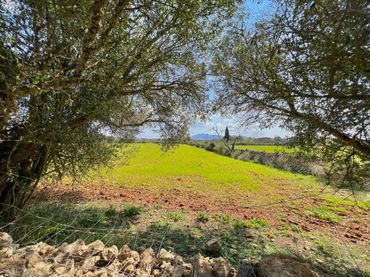 Terreno residenziale in vendita a Porreres