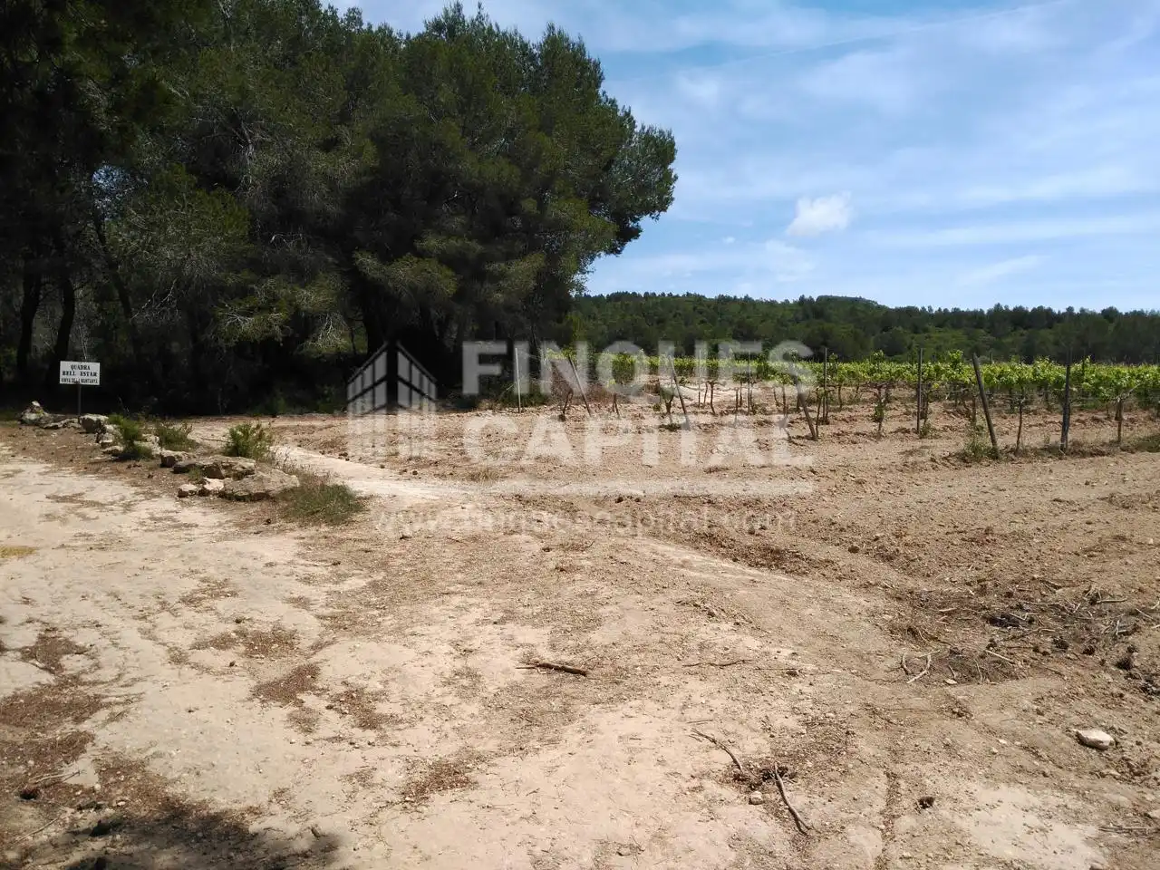 Terreny rústic en venda a Els Monjos, imagen 11