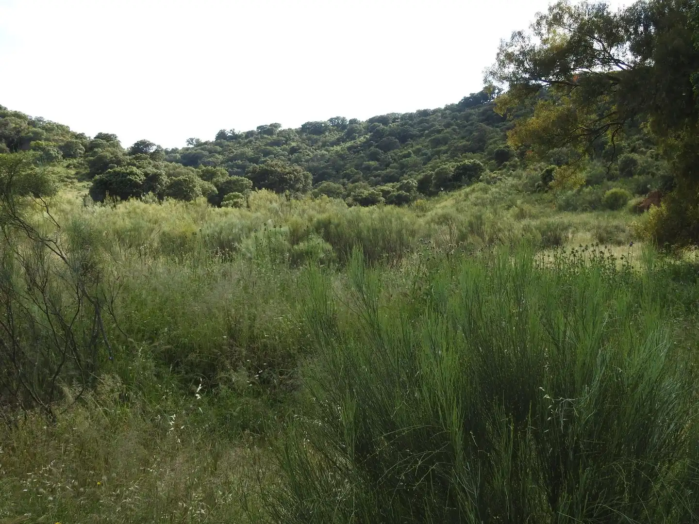 Land for sale in Belvís de la Jara