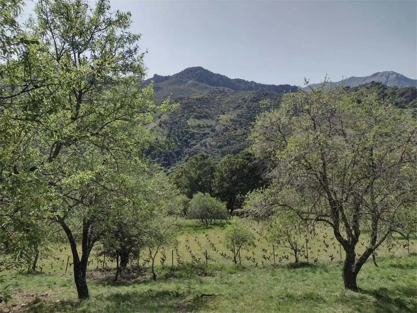 Land for sale in Benadalid