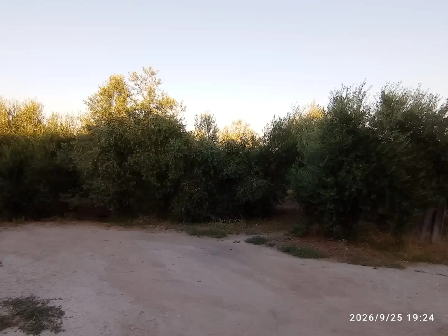 Terreno rústico en venta en El Rocío - La Milagrosa, imagen 16