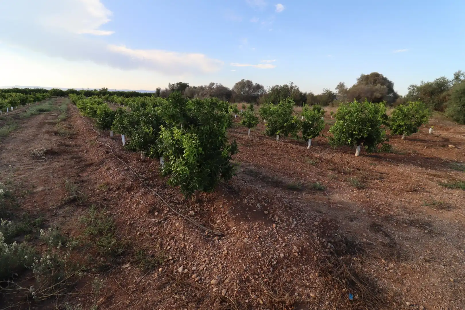 Terreny en venda en Vinaròs