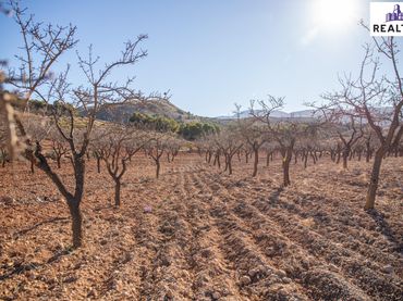 Rural land for sale in Alcolea