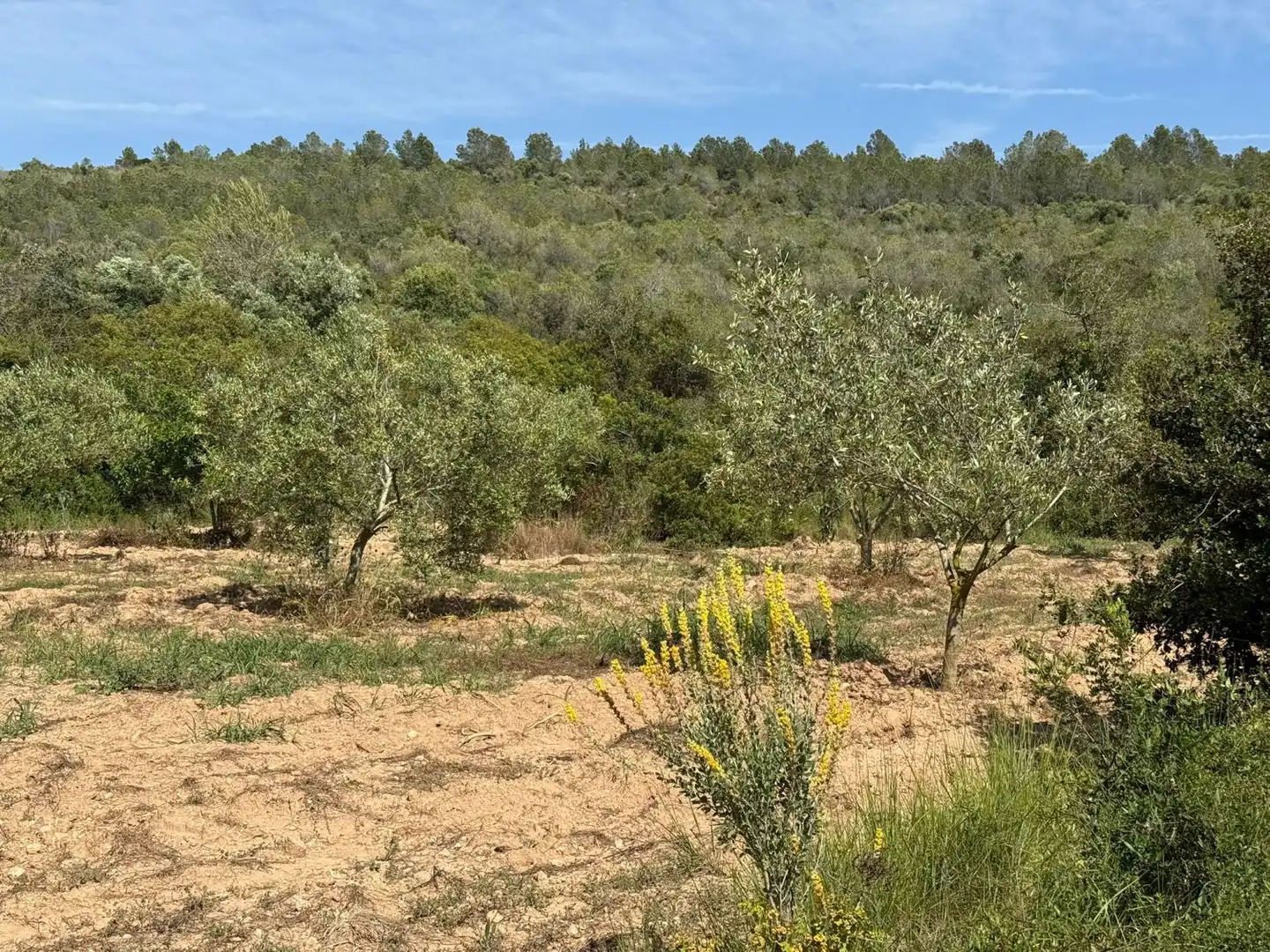 Finca rústica en venda a Vespella de Gaià