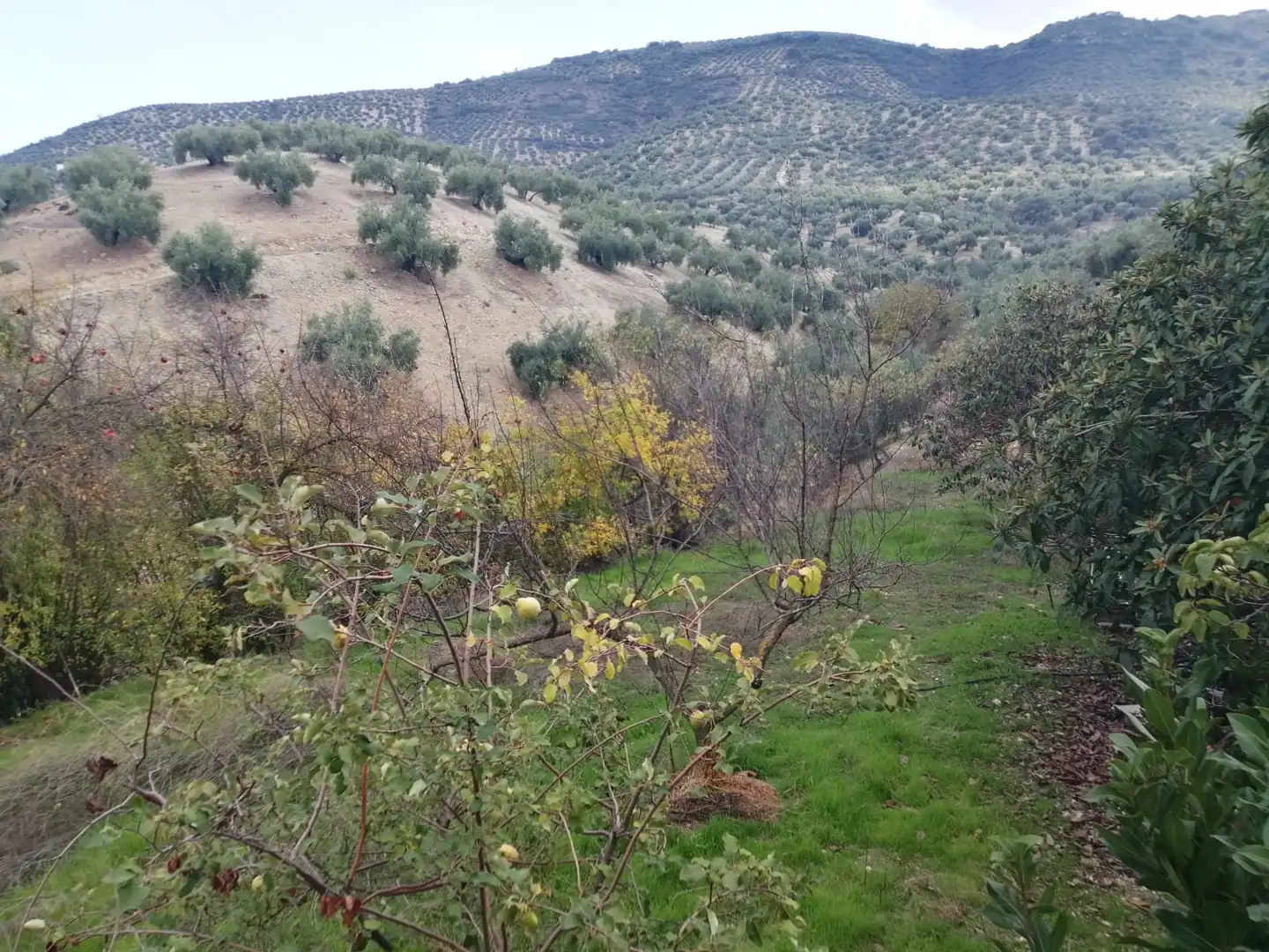 Finca rústica en venta en Castillo de Locubín con Amueblado