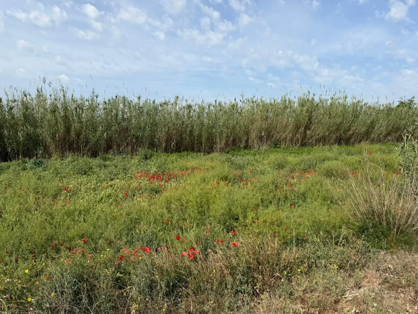 Rural land for sale in Albalate de Cinca, imagen 5