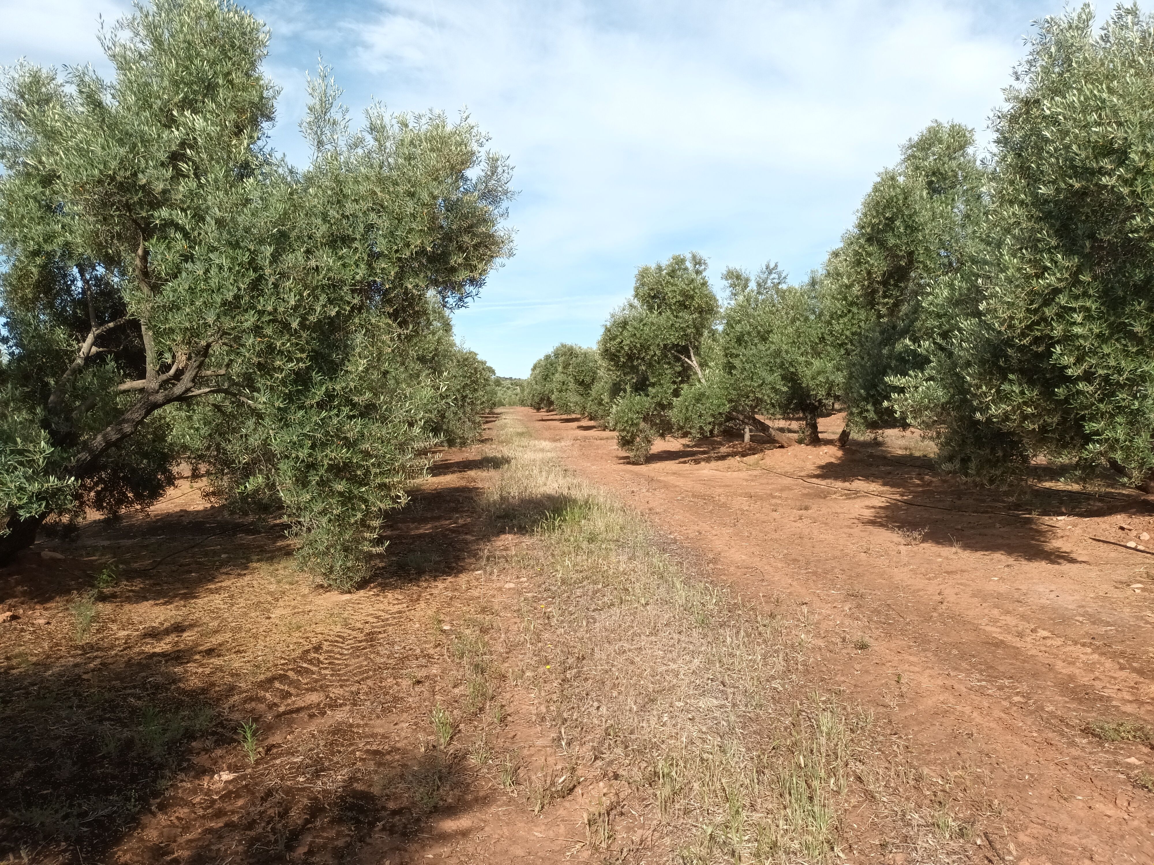 Land for sale in Arquillos