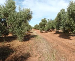 Land for sale in Arquillos
