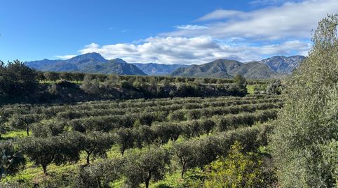 FINCA OLIVOS 15 hect., CASITA RÚSTICA Y ALMACEN AGRÍCOLA, immagine 2