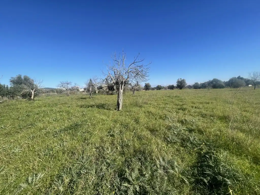 Terrain rustique à vendre à Selva, imagen 2