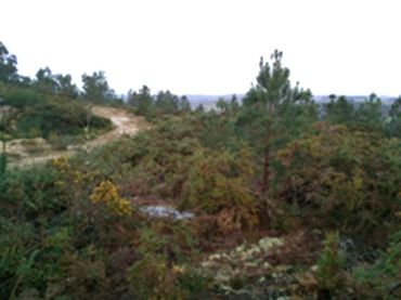 Terreno rústico en venta en Lalín