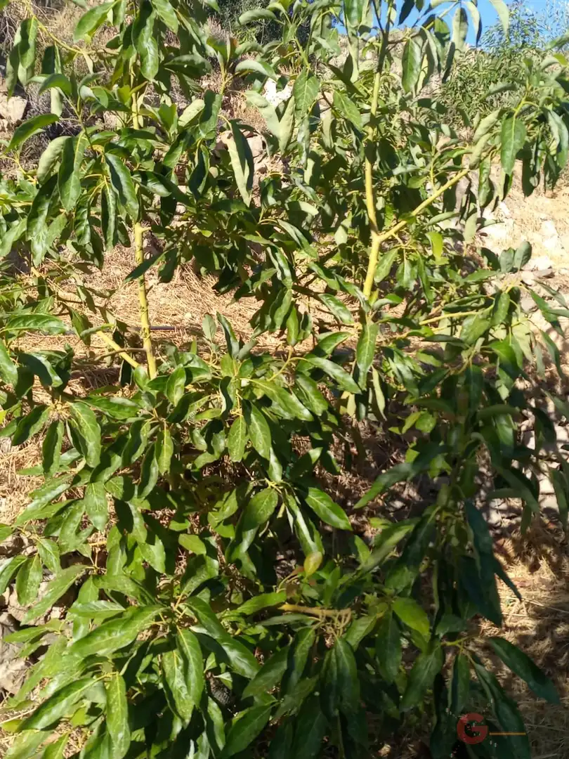 Terrenys i solars en venda a Los Guájares, imagen 7