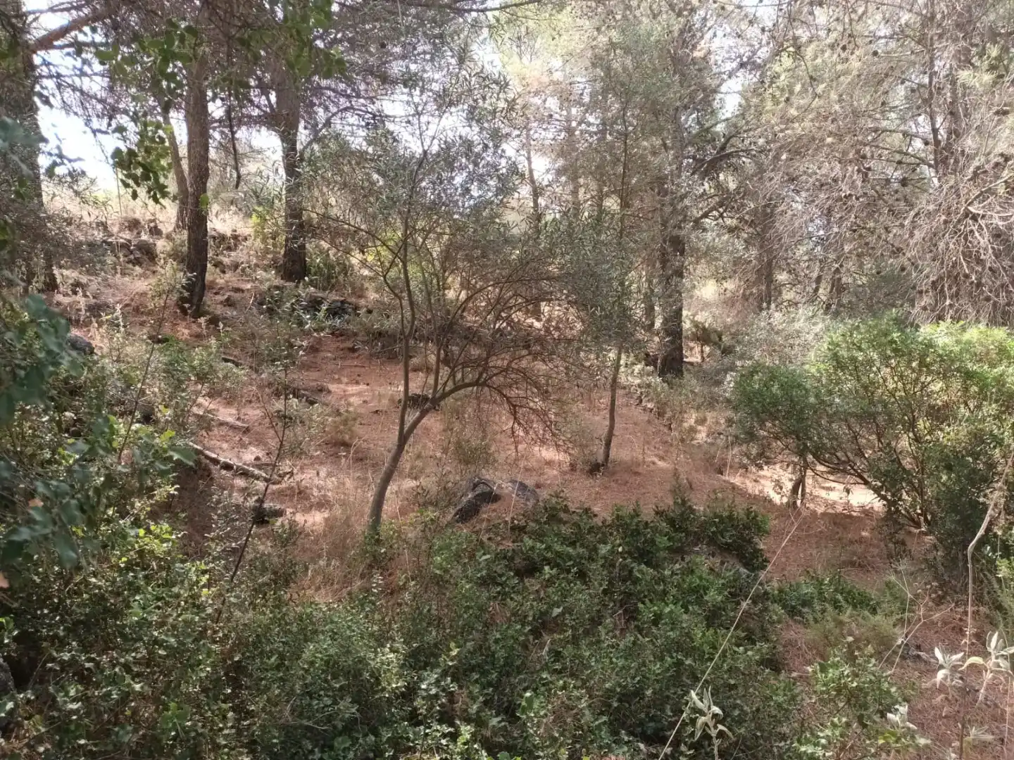 Finca rústica en venda en Yunquera amb Piscina