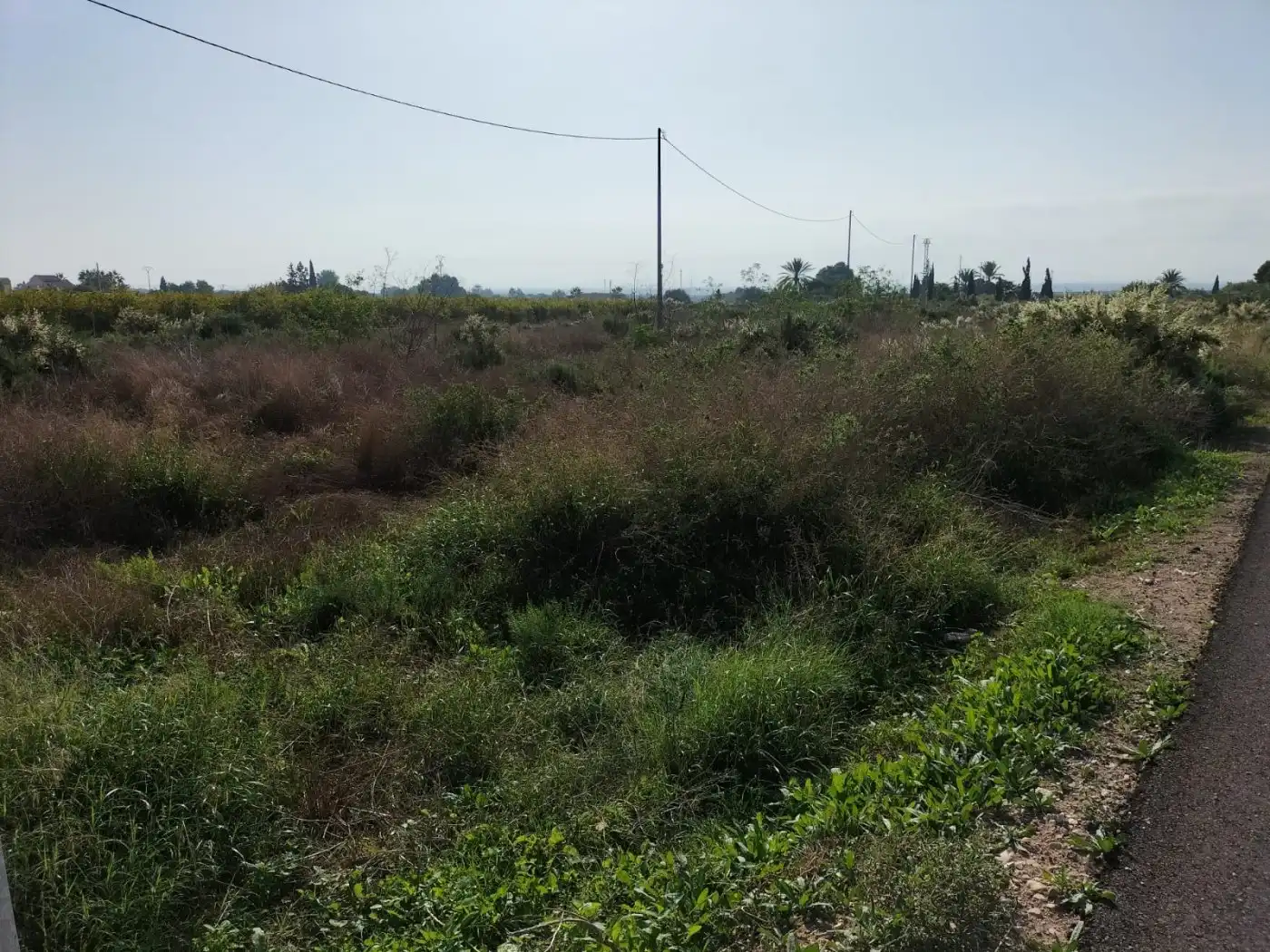 Terreno rustico in vendita a Crevillent, imagen 8