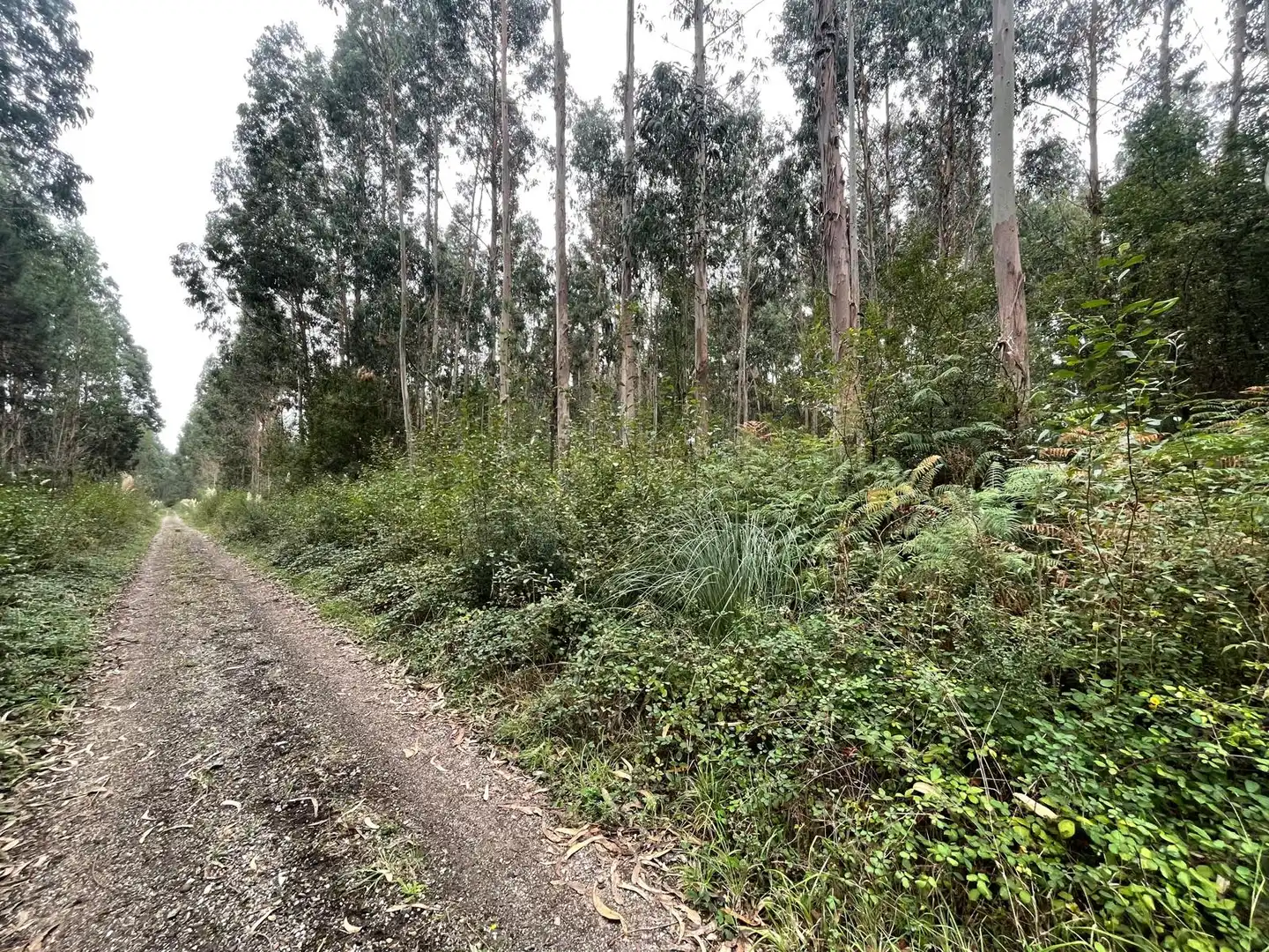 Terreny rústic en venda a Valdoviño, imagen 3
