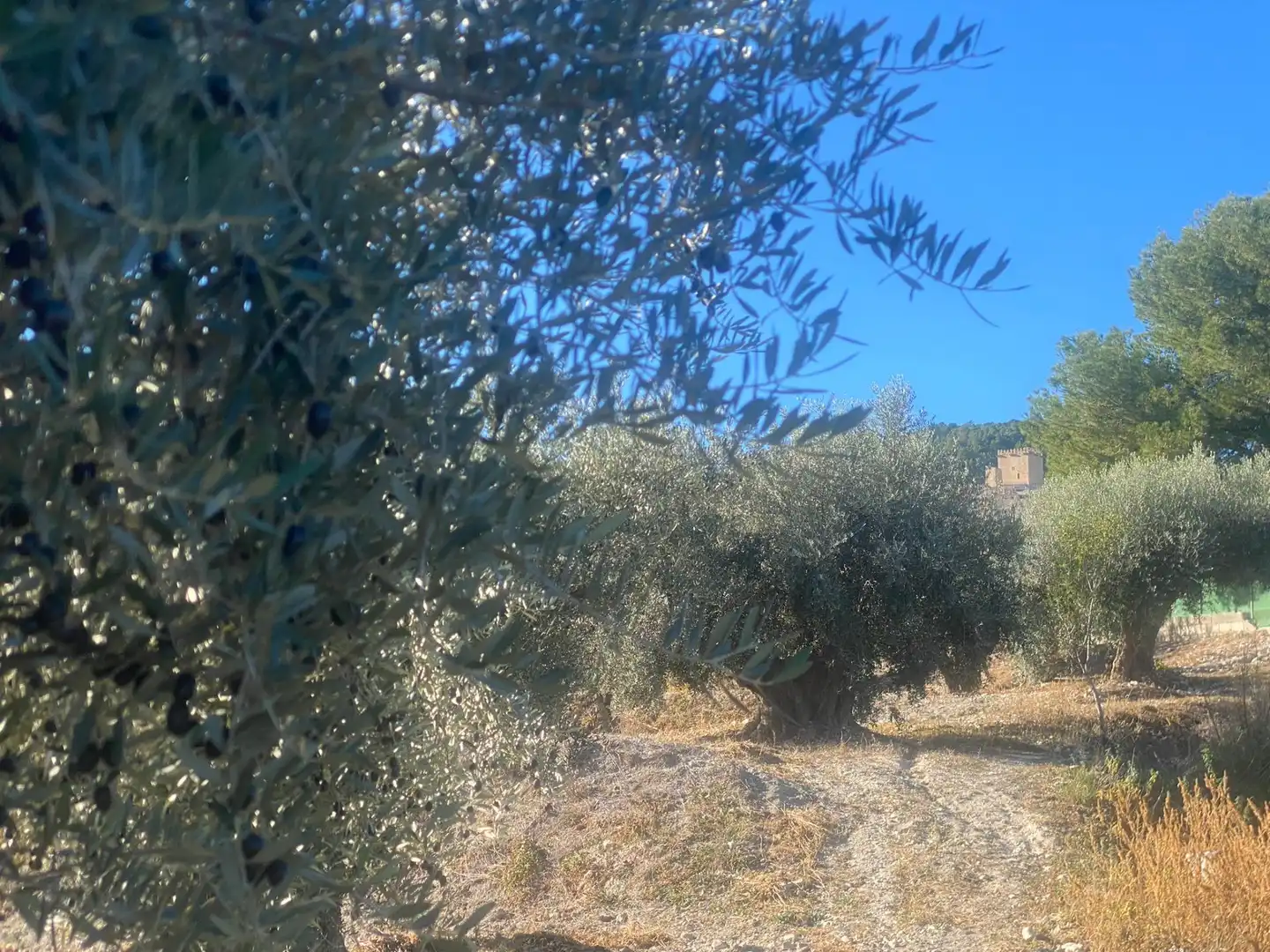 Terreni e lotti in vendita a Moratalla, imagen 7