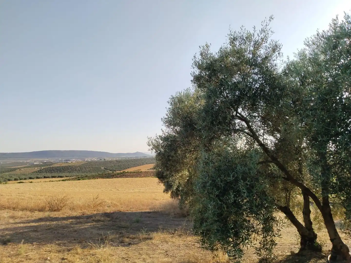 Terreni e lotti in vendita a Mollina, imagen 28