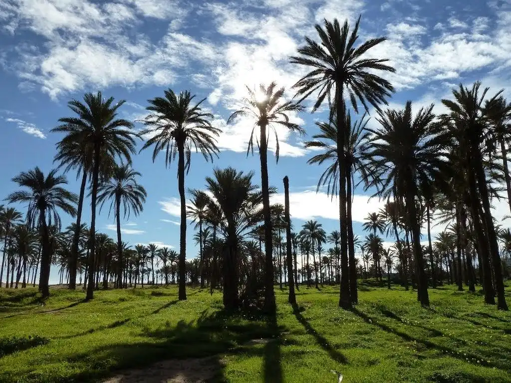 Jardí de Casa o xalet en venda en Torrevieja amb Aire condicionat, Jardí privat i Terrassa