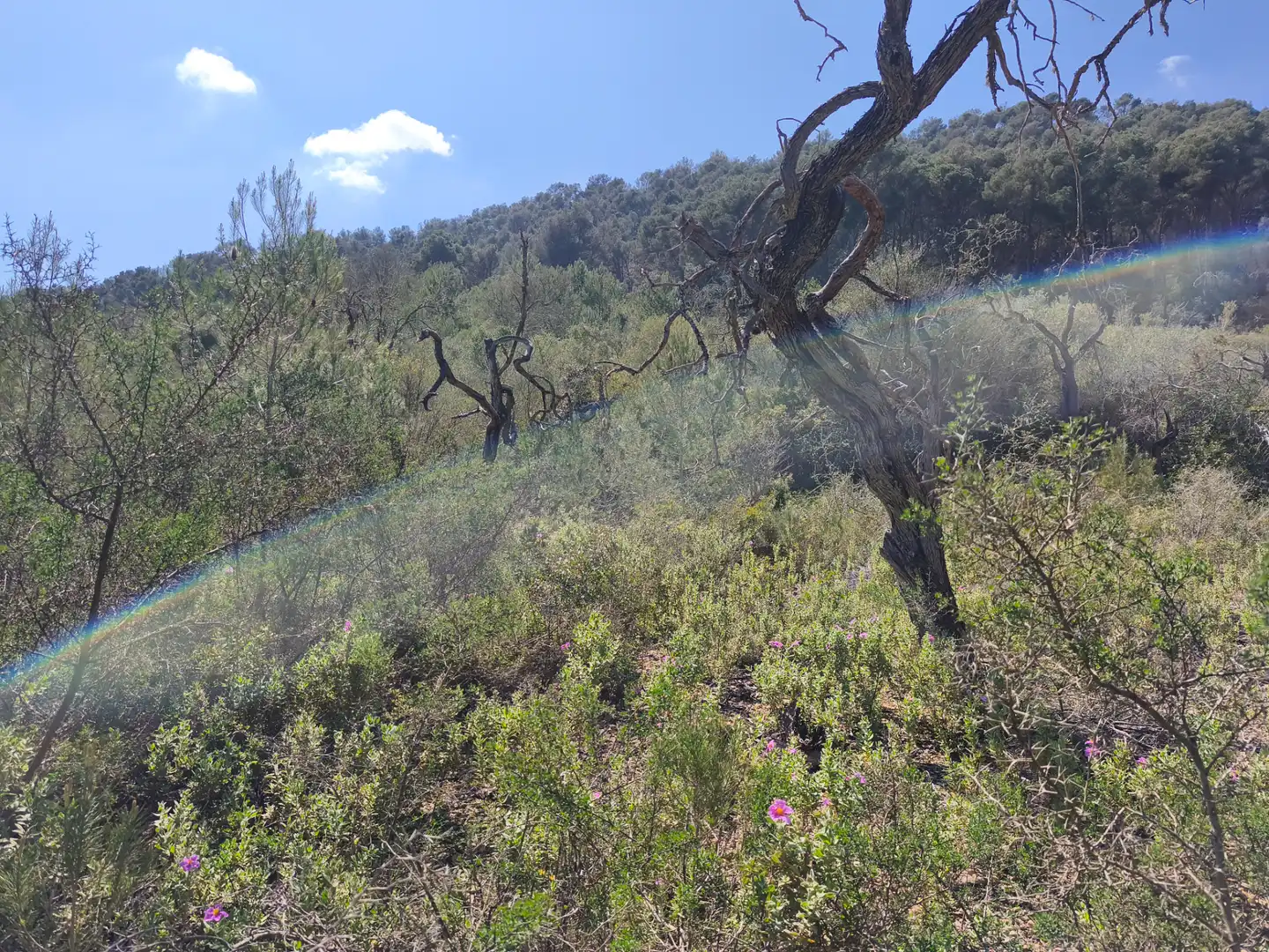 Terreno rustico in vendita a Algaida, imagen 11
