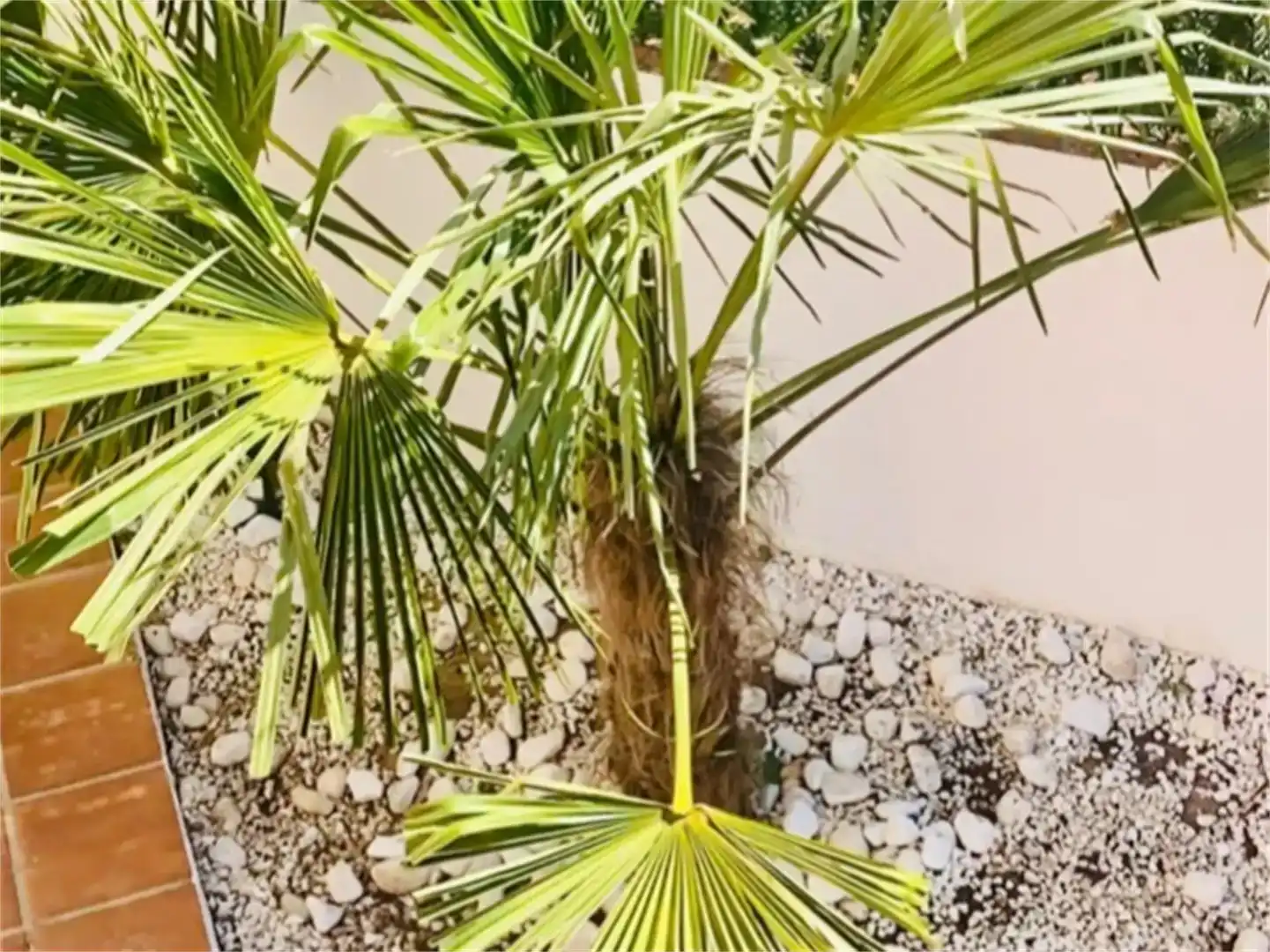 Jardí de Casa o xalet en venda en Las Ventas de Retamosa amb Aire condicionat, Piscina i Balcó