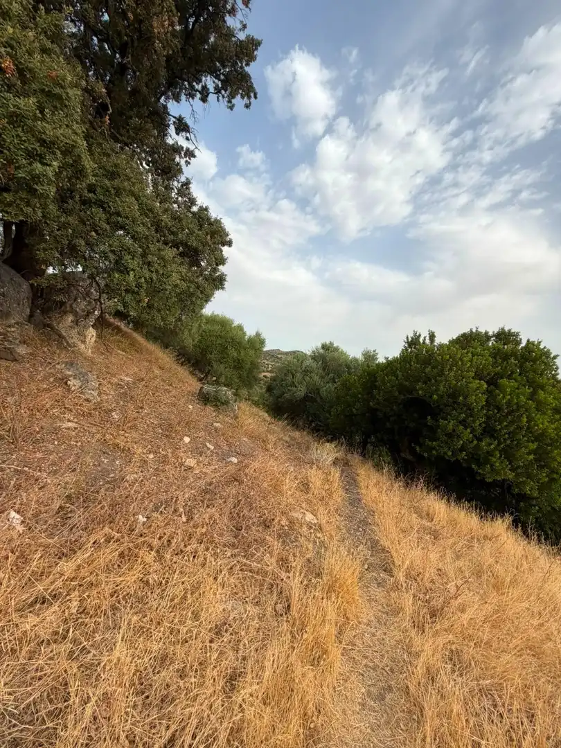Rural land for sale in Morón de la Frontera, imagen 13
