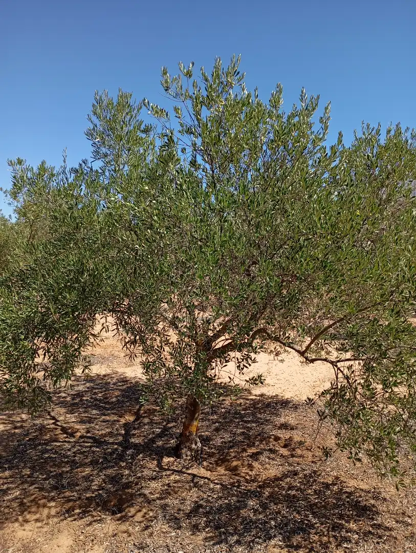 Terreny rústic en venda a Campo de Mirra / El Camp de Mirra, imagen 5