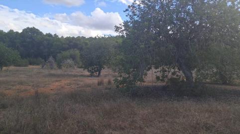 Photo 4 of Land for sale in Santa Gertrudis, Illes Balears