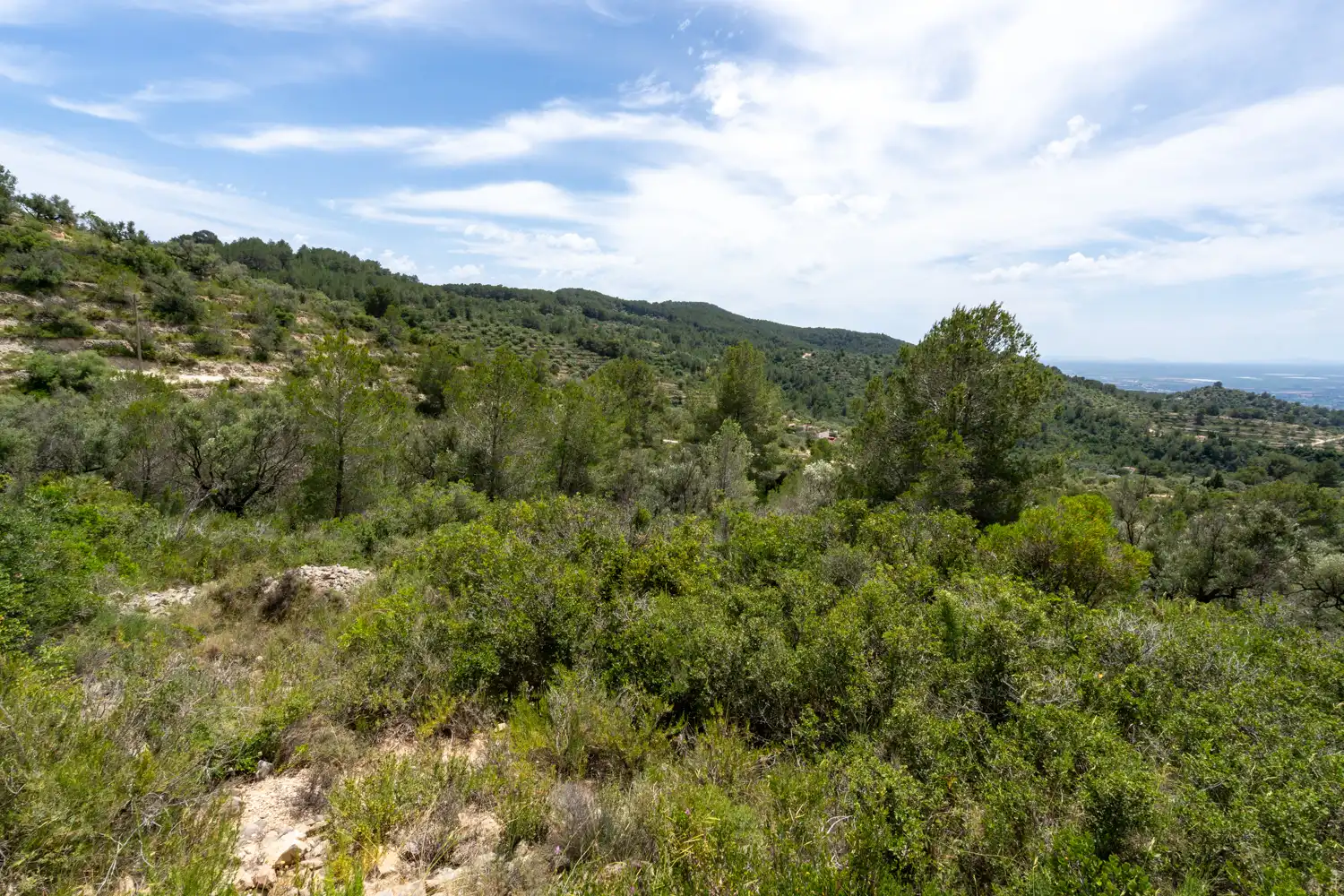 Terrain rustique à vendre à Camí dels Corrals de la Riba 9, imagen 12