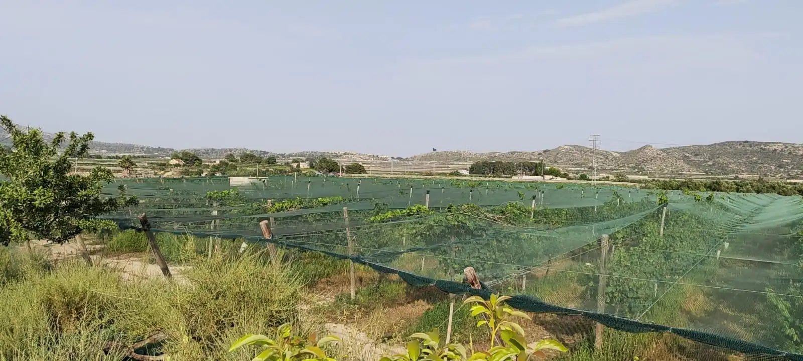 Terreno rústico en venta en Monforte del Cid, imagen 5