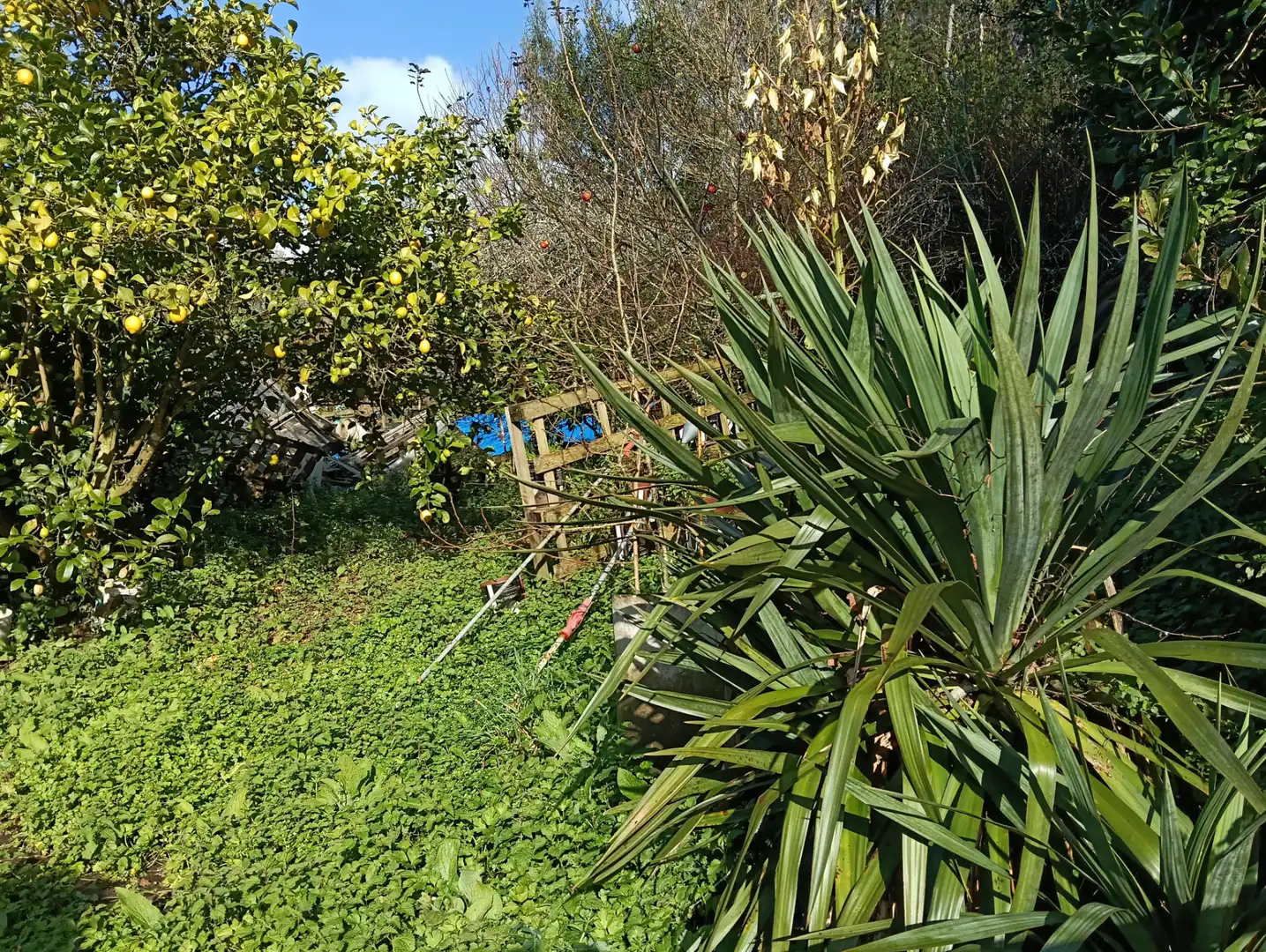 Jardín de Casa o chalet en venta en Cesuras con Jardín privado