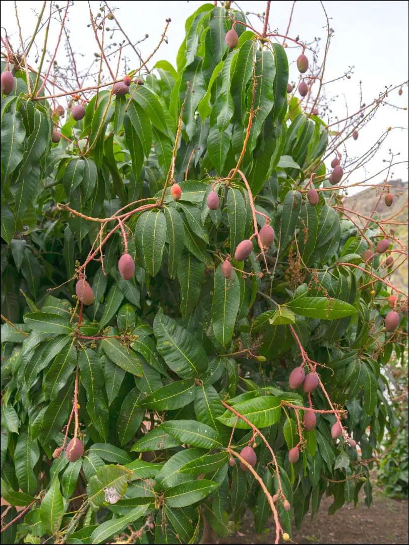 Jardí de Casa o xalet en venda en La Orotava