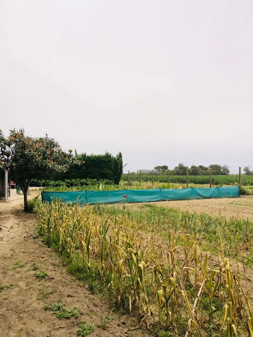 Rustikales Grundstück zum Verkauf in Camí dels Coixins 192, imagen 6