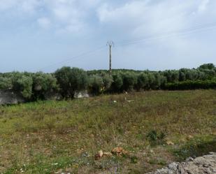 Land for sale in Cortes - Huertas