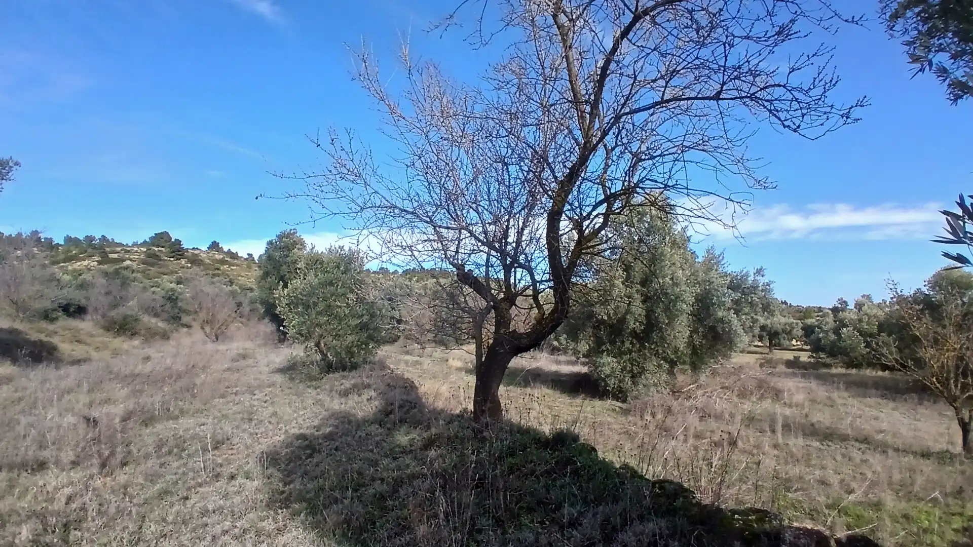 Terreni e lotti in vendita a Calaceite, imagen 4
