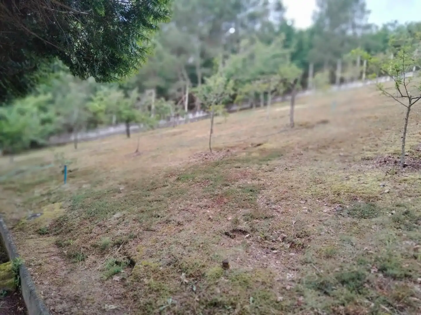 Casa o chalet en venta en Coles con Calefacción, Jardín privado y Terraza