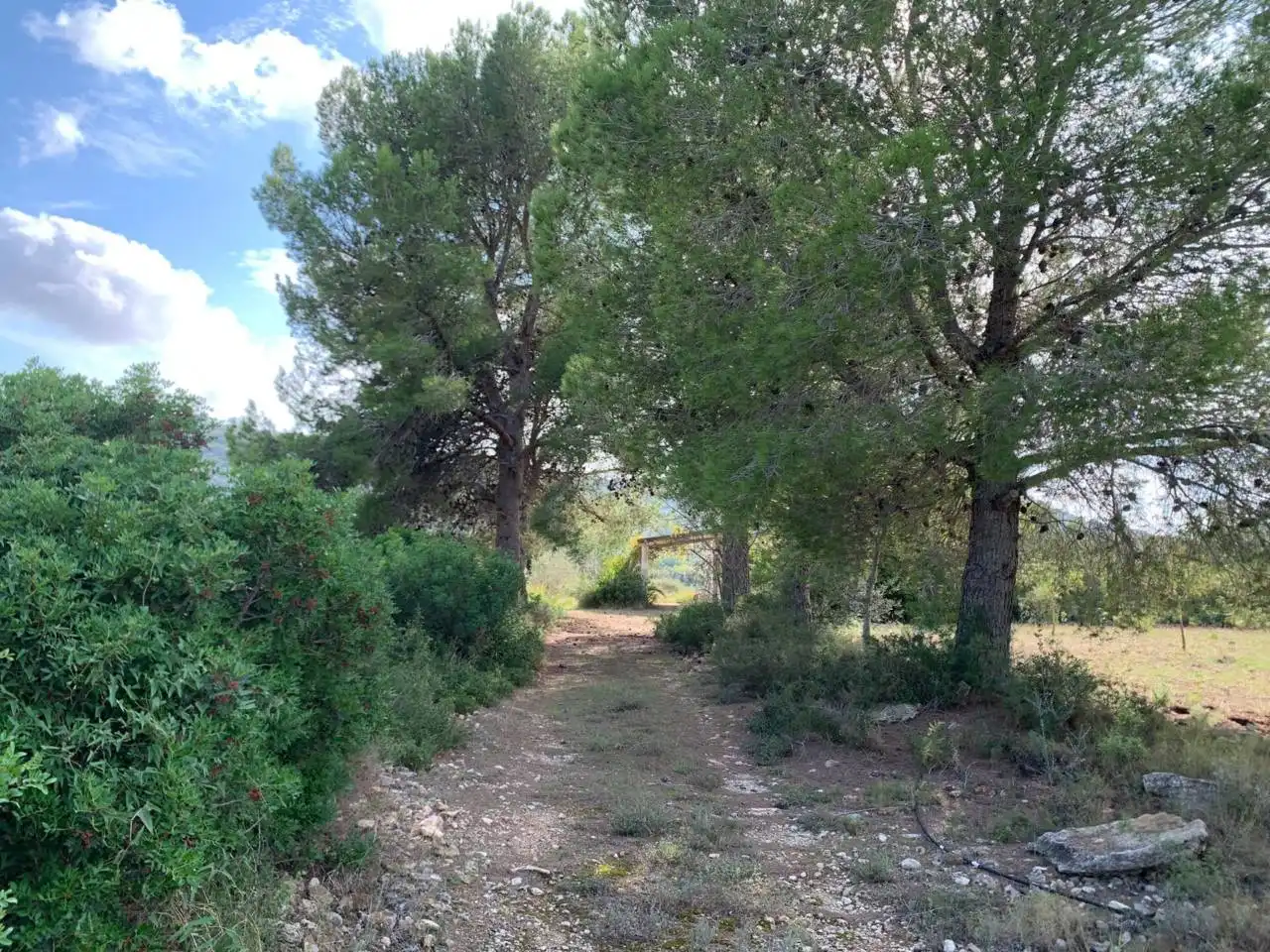 Rural land for sale in Calle POLIGONO 43, PARCELAS 350, 353,559, imagen 9