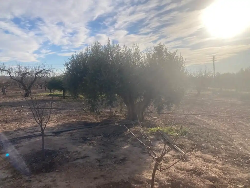Casa o xalet en venda en Fuente Álamo de Murcia amb Jardí privat i Traster