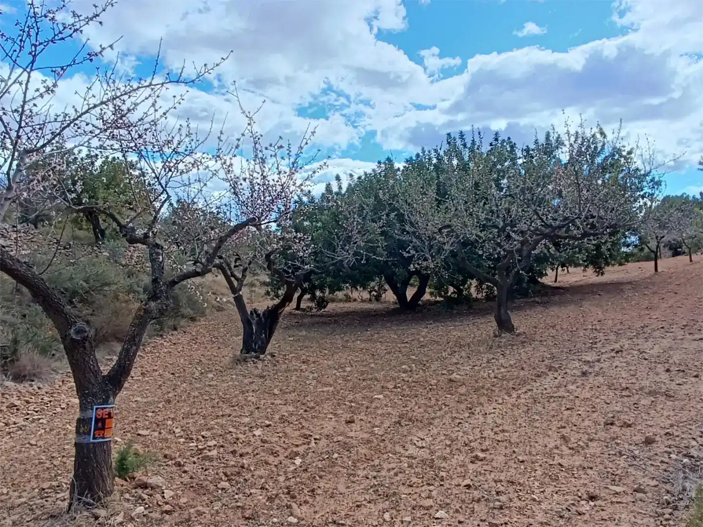 Land for sale in Useras /  Les Useres