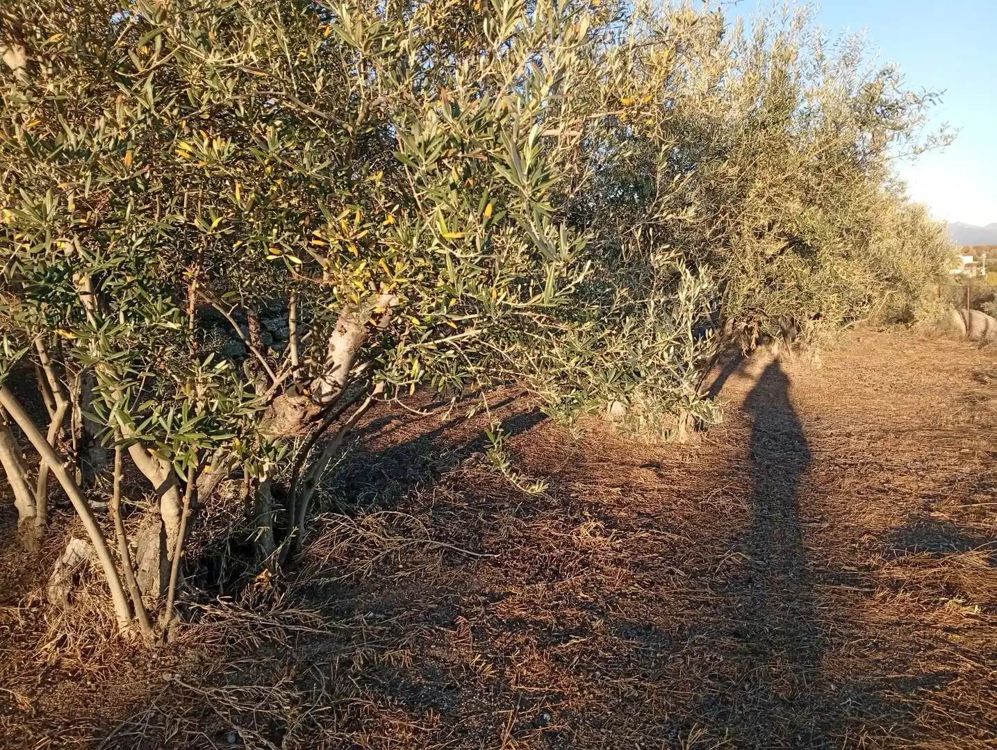 Terreni e lotti in vendita a Villanueva de la Vera, imagen 8