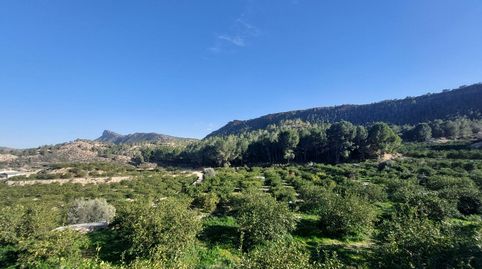 Terreno rustico de limoneros, imatge 3