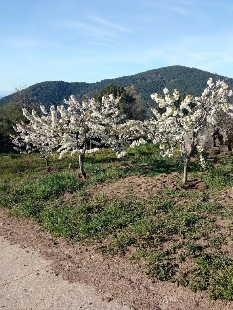 Garten von Residential zum Verkauf in El Hornillo 