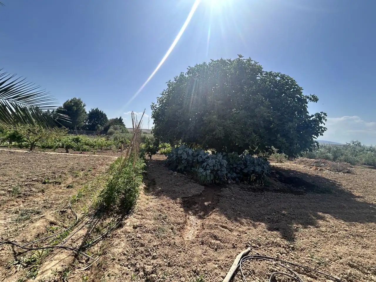 Country homes for sale in Corella  with Private garden, Terrace and Storage room