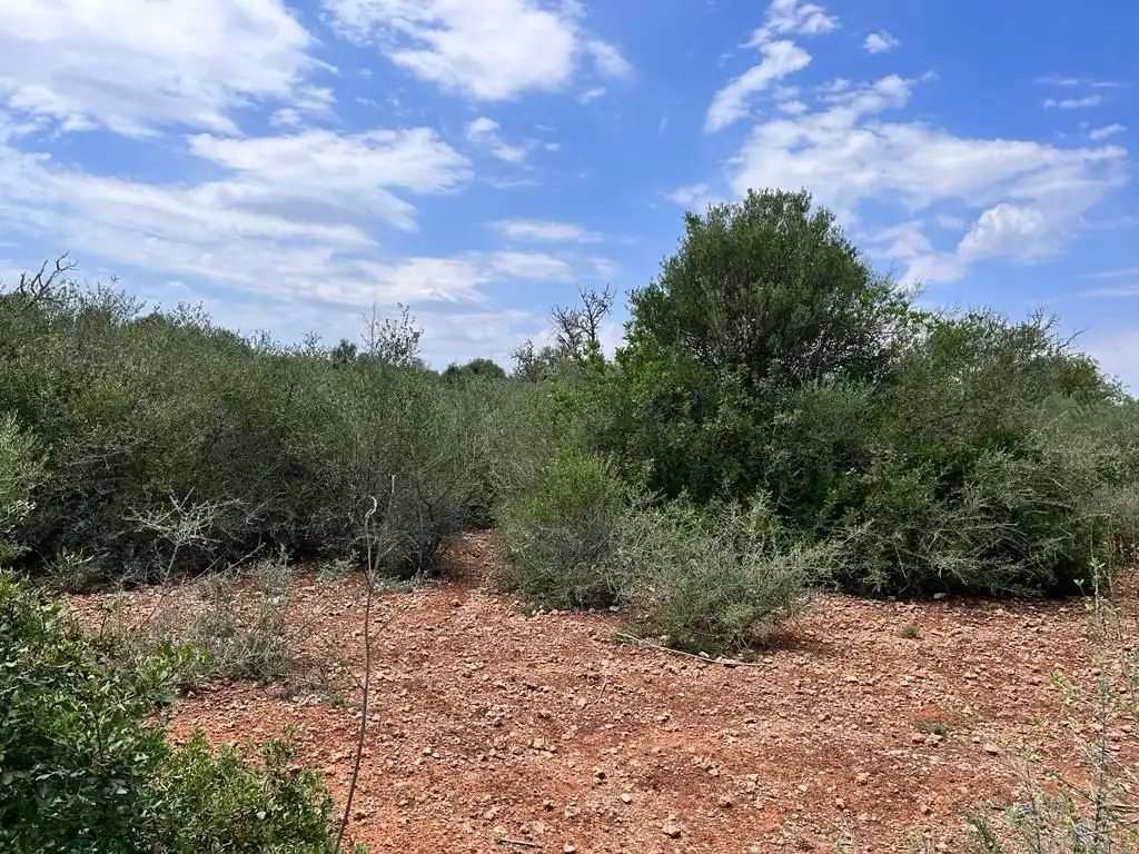 Finca rústica en venta en Llucmajor