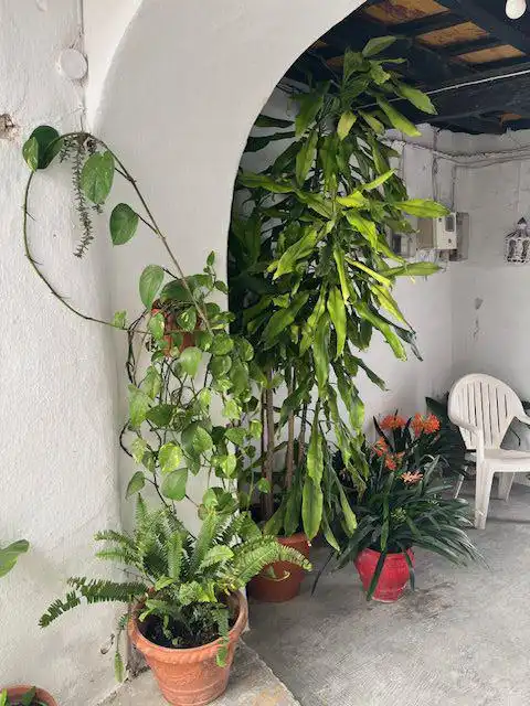 Garden of Apartments for sale in Vejer de la Frontera  with Storage room