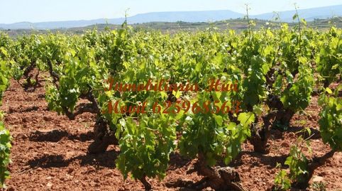 Gran finca de Viña en Solana de los Barros