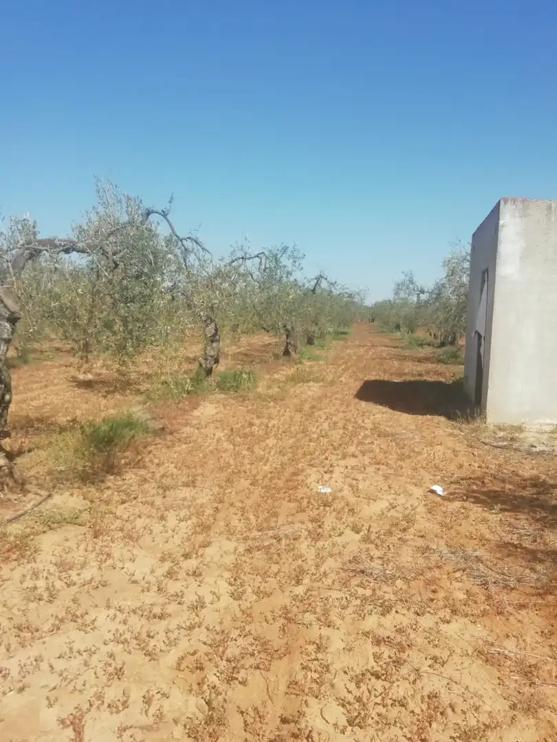 Casa rústica en venda a Sanlúcar la Mayor, imagen 8