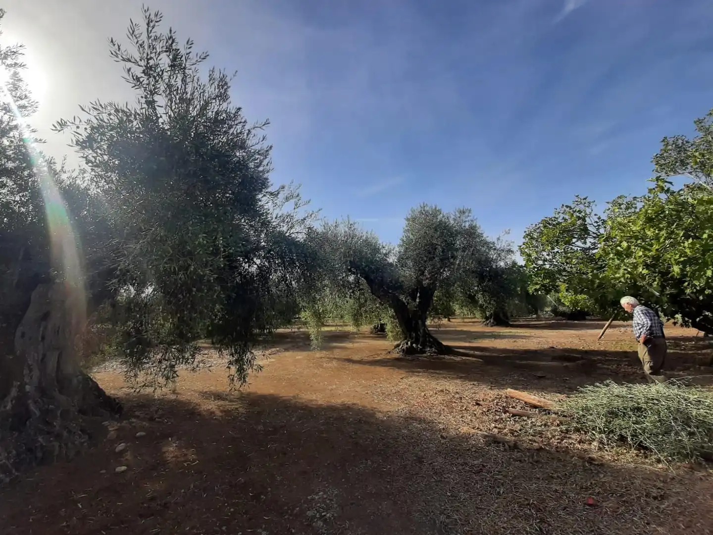 Terreni e lotti in vendita a Torre de Santa María, imagen 6