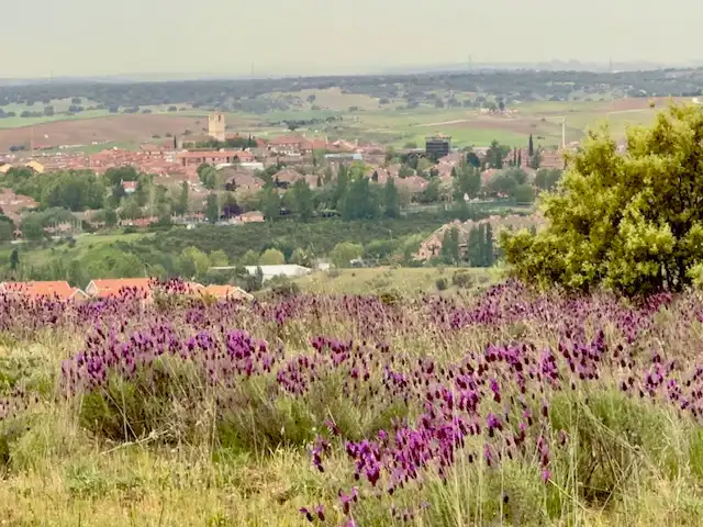 Exterior view of Land for sale in El Molar (Madrid)